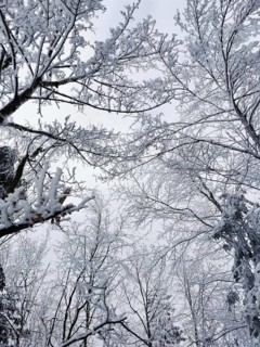 Snowy treetops stretch out into the quiet, wintry sky, Rennsteig, Thuringian Forest