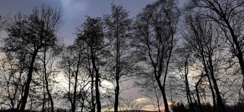 Silhouettes of trees against a gloomy evening sky in winter, Franconian Forest