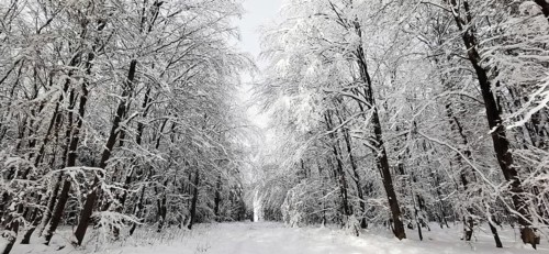 Dense forest trail nestled in heavy snow, quiet atmosphere, Franconian Forest