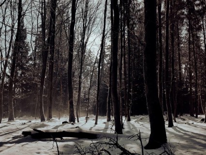 Wintery forest with snow-covered ground and long shades of trees, mystical, Rennsteig, Thuringian