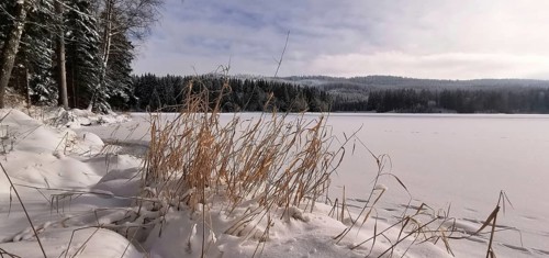 Snow-covered lakeside with reeds and surrounding forest in winter, Rennsteig, Thuringian Forest
