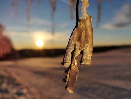 Ice-covered plant in front of a golden sunset on the horizon, Franconian Forest