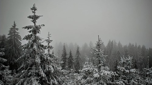 Snowy firs in a foggy forest create a mystical winter landscape, Rennsteig, Thuringian Forest