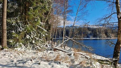 Snowy shore on a sunny winter day with forest and blue sky, Rennsteig, Thuringian Forest