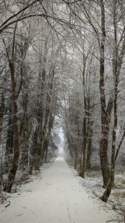 Snowy forest trail lined with bare trees that form a natural tunnel, Rennsteig, Thuringian Forest