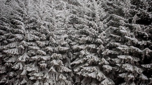Detailed view of heavily snow-covered fir trees, showing the texture and density of the forest,