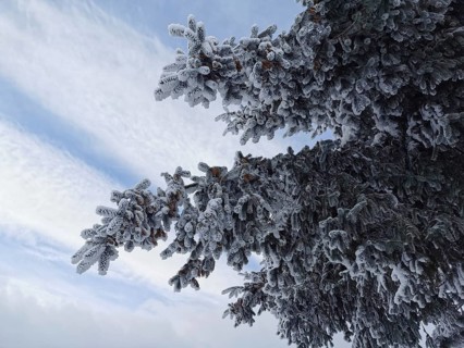 Tree branches covered with snow and hoarfrost in cold weather and blue skies, Rennsteig,