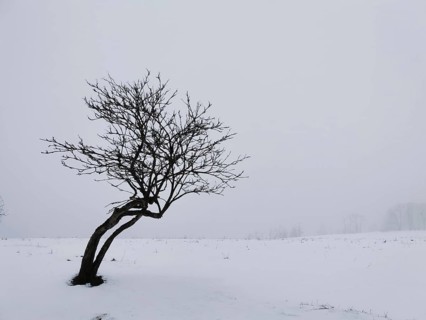 Lonely tree on snowy field under grey sky, Rennsteig, Thuringian Forest