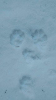 Animal paw tracks in fresh snow