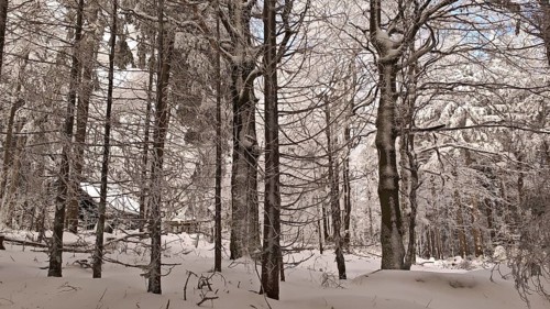 Snowy forest with trees and a hut, peace and peaceful winter atmosphere