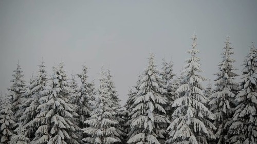 Snow-covered fir trees under grey skies. Peace and winter silence dominate, Fichtelgebirge, Bavaria