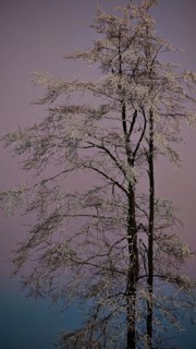 Single snow-covered tree against pink-purple evening sky, Rennsteig, Thuringian Forest