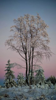 Snow-covered trees against pink sky at dusk, Rennsteig, Thuringian Forest