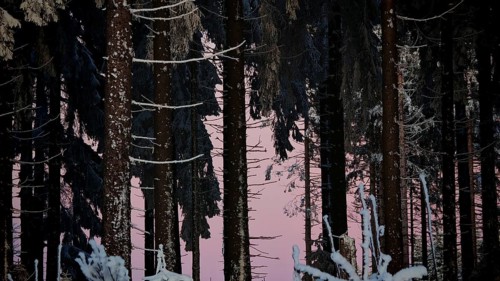 Dark snow-covered forest with pink evening sky in the background, Rennsteig, Thuringian Forest