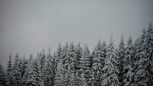 Snow-covered fir trees are huddled under a grey roof, Fichtelgebirge, Bavaria