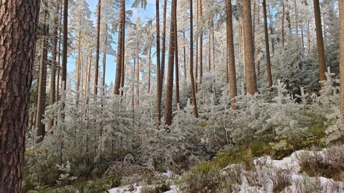 Snowy forest with tall trees under clear sky, quiet winter atmosphere, Fichtelgebirge, Bavaria