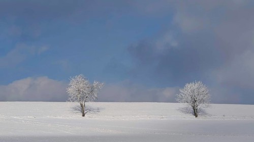 Two snowy trees on a snowy field under a blue sky, Franconian Forest