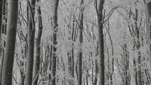 Branched forest in winter with densely snow-covered trees, mystical, Fichtelgebirge, Bavaria