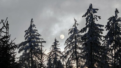 Snowy tree tops with sun silhouette on cloudy sky, Fichtelgebirge, Bavaria