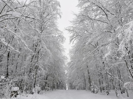 A quiet and snowy forest trail surrounded by tall, snow-covered trees, Rennsteig, Frankenwald