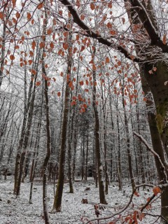 Autumn leaves and snow-covered trees create a strong visual contrast in the forest, Franconian
