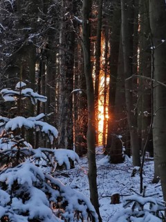 Sunlight shines through snow-covered trees in the winter forest, creating a quiet and peaceful