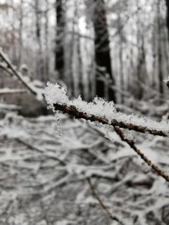 An icy branch in the winter forest, the surrounding area is covered by snow and frost, Frankenwald