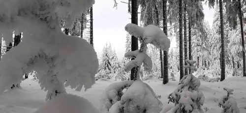 A thick winter forest with deep snow-covered treetops, Fichtelgebirge, Bavaria