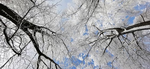 Snow-covered treetops rise up into the cold, blue winter sky, Rennsteig, Thuringian Forest