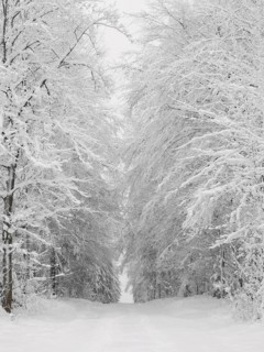 Snowy forest trail flanked by tall, snow-covered trees in a winter landscape, Rennsteig,