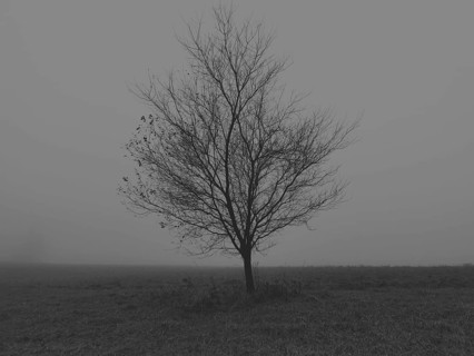 A single tree stands in a foggy, black and white winter landscape, Franconian Forest nature park
