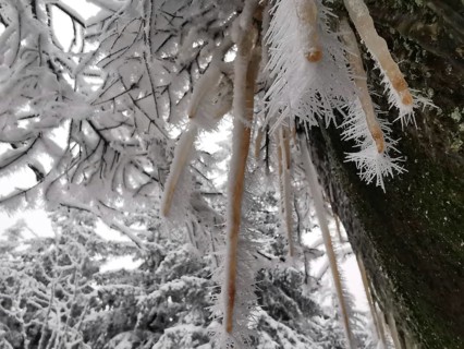 Close-up of icicles and frosty branches in the forest, Fichtelgebirge, Bavaria