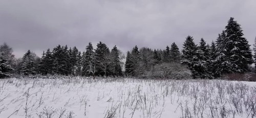 Open snowy area with limited row of trees under grey winter sky, Rennsteig, Thuringian Forest