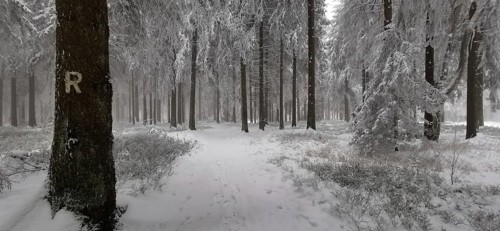 Snowy forest trail with sign in a quiet atmosphere between tall trees, Rennsteig, Thuringian Forest