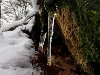 Icicles hang on a moss-covered log near a snowy landscape dividing path, Thuringian Forest