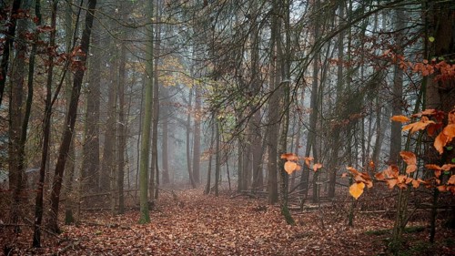 Mystical forest trail with autumn leaves and fog, mystical, romantic, Franconian Forest nature park