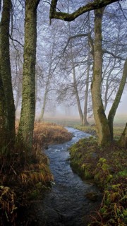 A stream snakes through foggy, bare forest, surrounded by moist moss and dead leaves, mystical,