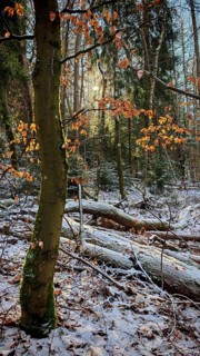An autumnal forest with scattered colorful leaves and warm sunlight, mystical, romantic, Rennsteig,