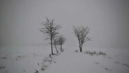 A snow-covered path, lined with bare trees under a foggy sky, mystical, romantic, Rennsteig,