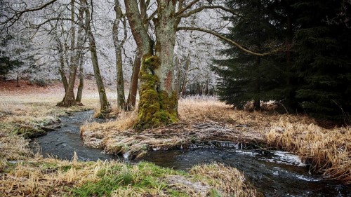 A small stream flows through an autumnal forest landscape with bare trees, mystical, romantic,
