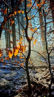 Sun rays penetrate leaves and trees in a snowy forest, mystical, romantic, Franconian Forest nature