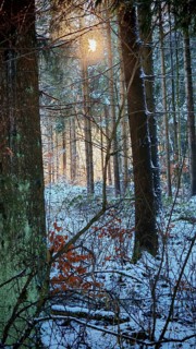 Snowy forest scene with rays of light shining through the trees, mystical, romantic, Franconian