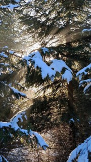 Sunbeams illuminate snow-covered fir trees in a winter forest, mystical, romantic, Frankenwald