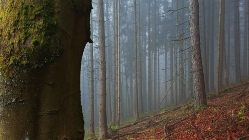 Misty forest with tall trees and moss, mystical, romantic, Franconian Forest nature park Park