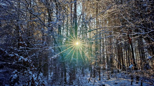 Sun rays break through snow-covered trees in the forest, creating a magical scene, mystical,