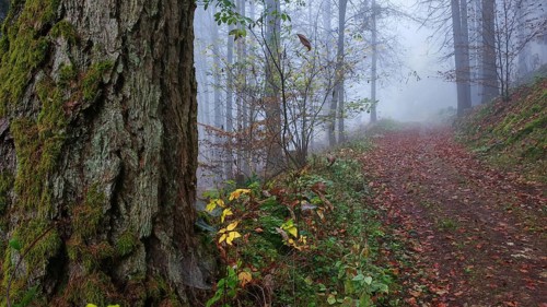 A foggy forest trail with autumn leaves and large trees creates a mystical atmosphere, mystical,