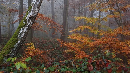 Birch bark and colorful leaves in a foggy autumn forest, mystical, romantic, Franconian Forest