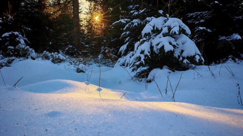 A sunny winter day in the forest, the snow glitters in the setting sun, mystical, romantic,