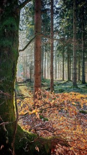 Sunlight falls through the trees onto the forest floor, covered with colorful autumn leaves and