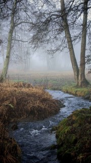 Small stream flows through foggy forest, surrounded by bare trees and autumn leaves, mystical,